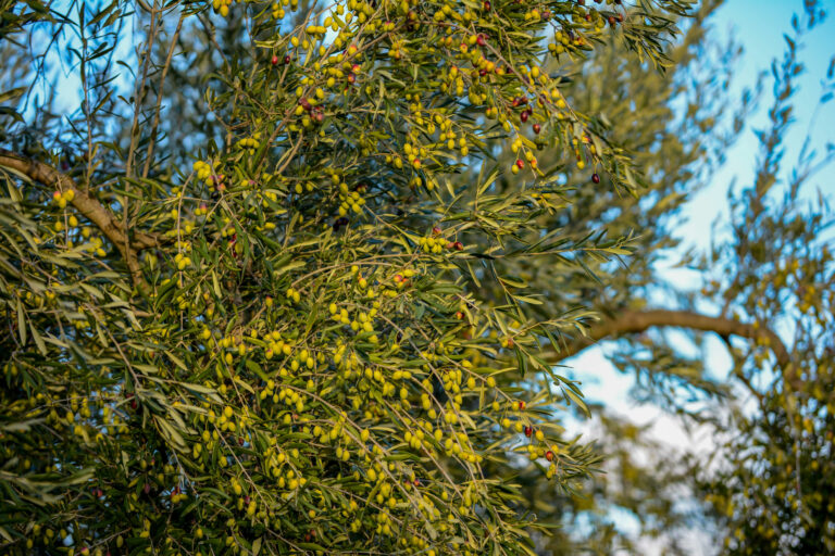 albero olive coratina biologico per olio evo coratina biologico puglia